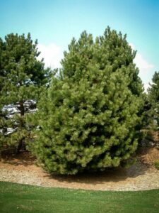 Сосна Чёрная (Pinus Nigra) купить по цене от 270.00р. в интернет-магазине «Посадика» с доставкой почтой в в Фокиное и по всей России – [изображение №1].