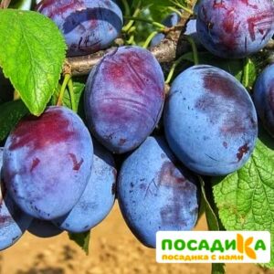 Слива Чачакская ранняя купить по цене от 229.00р. в интернет-магазине «Посадика» с доставкой почтой в в Фокиное и по всей России – [изображение №1].