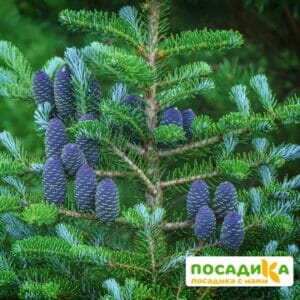 Пихта корейская (Abies koreana) купить по цене от 450.00р. в интернет-магазине «Посадика» с доставкой почтой в в Фокиное и по всей России – [изображение №1].