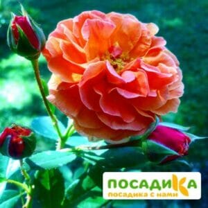 Роза Арабия купить по цене от 350.00р. в интернет-магазине «Посадика» с доставкой почтой в в Фокиное и по всей России – [изображение №1].