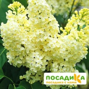 Сирень Примроуз (Primrose) купить по цене от 529.00р. в интернет-магазине «Посадика» с доставкой почтой в в Фокиное и по всей России – [изображение №1].