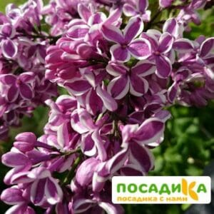 Сирень Сенсация купить по цене от 529.00р. в интернет-магазине «Посадика» с доставкой почтой в в Фокиное и по всей России – [изображение №1].