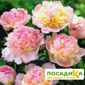 Пион Распберри Сандей (Paeonia Raspberry Sundae) купить по цене от 959р. в интернет-магазине «Посадика» с доставкой почтой в в Фокиное и по всей России – [изображение №1].