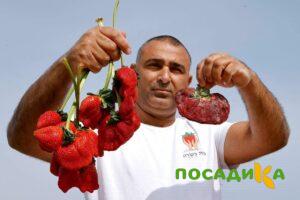 Клубника Гигант Джорнея купить по цене от 266р. в интернет-магазине «Посадика» с доставкой почтой в в Фокиное и по всей России – [изображение №1].