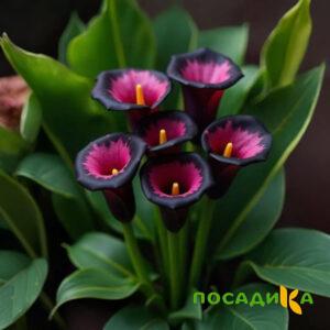 Калла Аура Лейс купить по цене от 400р. в интернет-магазине «Посадика» с доставкой почтой в в Фокиное и по всей России – [изображение №1].