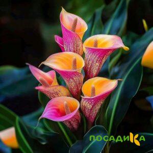 Калла Оникс купить по цене от 450р. в интернет-магазине «Посадика» с доставкой почтой в в Фокиное и по всей России – [изображение №1].