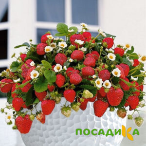 Клубника Рубиновый Шепот (горшечная) купить по цене от 240р. в интернет-магазине «Посадика» с доставкой почтой в в Фокиное и по всей России – [изображение №1].
