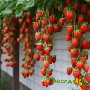 Клубника вьющаяся Комплимент купить по цене от 470р. в интернет-магазине «Посадика» с доставкой почтой в в Фокиное и по всей России – [изображение №1].