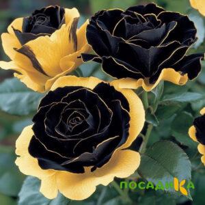 Роза Ханни Сикл купить по цене от 700р. в интернет-магазине «Посадика» с доставкой почтой в в Фокиное и по всей России – [изображение №1].