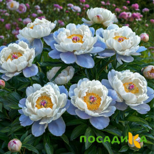 Пион акварельный Этюд купить по цене от 806р. в интернет-магазине «Посадика» с доставкой почтой в в Фокиное и по всей России – [изображение №1].