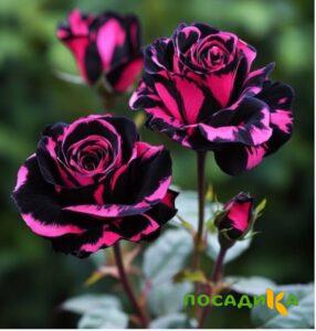 Роза Багровый Шепот купить по цене от 366р. в интернет-магазине «Посадика» с доставкой почтой в в Фокиное и по всей России – [изображение №1].
