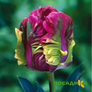 Тюльпан Экзотик Хэвен купить по цене от 186р. в интернет-магазине «Посадика» с доставкой почтой в в Фокиное и по всей России – [изображение №1].