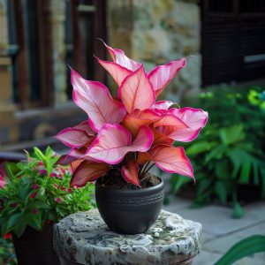 Хоста Розовая Симфония купить по цене от 800р. в интернет-магазине «Посадика» с доставкой почтой в в Фокиное и по всей России – [изображение №1].