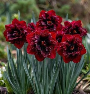 Нарцисс Сапфировый Бриз купить по цене от 3000р. в интернет-магазине «Посадика» с доставкой почтой в в Фокиное и по всей России – [изображение №1].