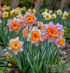 Нарцисс Айвери Дон купить по цене от 3000р. в интернет-магазине «Посадика» с доставкой почтой в в Фокиное и по всей России – [изображение №1].