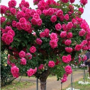 Роза Версаля купить по цене от 232р. в интернет-магазине «Посадика» с доставкой почтой в в Фокиное и по всей России – [изображение №1].