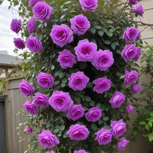 Роза Мистик Уайт купить по цене от 620р. в интернет-магазине «Посадика» с доставкой почтой в в Фокиное и по всей России – [изображение №1].