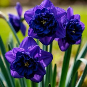 Нарцисс Арт Нуво купить по цене от 378р. в интернет-магазине «Посадика» с доставкой почтой в в Фокиное и по всей России – [изображение №1].