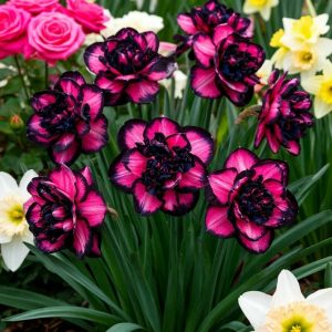 Нарцисс Золотая Корона купить по цене от 2000р. в интернет-магазине «Посадика» с доставкой почтой в в Фокиное и по всей России – [изображение №1].