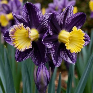 Нарцисс Акропоис купить по цене от 382р. в интернет-магазине «Посадика» с доставкой почтой в в Фокиное и по всей России – [изображение №1].