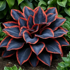 Хоста Солнечный Агат купить по цене от 440р. в интернет-магазине «Посадика» с доставкой почтой в в Фокиное и по всей России – [изображение №1].