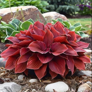 Хоста Рэд Эйнджл купить по цене от 549р. в интернет-магазине «Посадика» с доставкой почтой в в Фокиное и по всей России – [изображение №1].