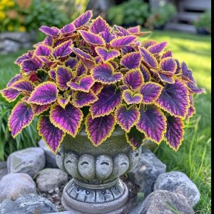 Хоста Рейдянт Чарм купить по цене от 365р. в интернет-магазине «Посадика» с доставкой почтой в в Фокиное и по всей России – [изображение №1].