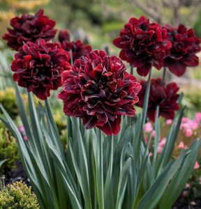 Нарцисс Малиновая Вуаль купить по цене от 3000р. в интернет-магазине «Посадика» с доставкой почтой в в Фокиное и по всей России – [изображение №1].