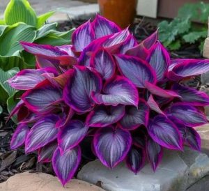 Хоста Сикрет Гарденс купить по цене от 549р. в интернет-магазине «Посадика» с доставкой почтой в в Фокиное и по всей России – [изображение №1].