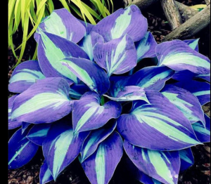 Хоста Аурелия купить по цене от 450р. в интернет-магазине «Посадика» с доставкой почтой в в Фокиное и по всей России – [изображение №1].