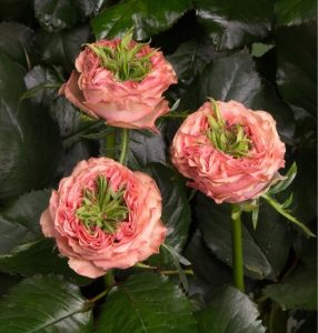 Роза Амбер Инчант купить по цене от 495р. в интернет-магазине «Посадика» с доставкой почтой в в Фокиное и по всей России – [изображение №1].