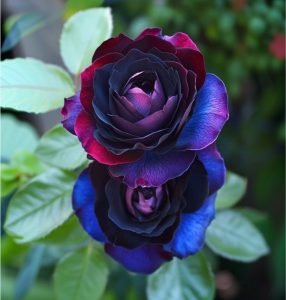 Роза Скарлет Рэвери купить по цене от 489р. в интернет-магазине «Посадика» с доставкой почтой в в Фокиное и по всей России – [изображение №1].