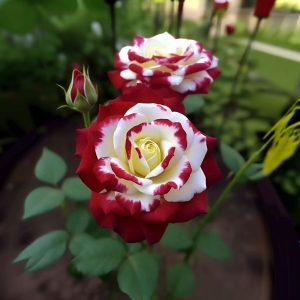 Роза Роял Глом купить по цене от 401р. в интернет-магазине «Посадика» с доставкой почтой в в Фокиное и по всей России – [изображение №1].