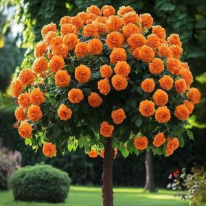 Роза Солнечный Шарм купить по цене от 349р. в интернет-магазине «Посадика» с доставкой почтой в в Фокиное и по всей России – [изображение №1].