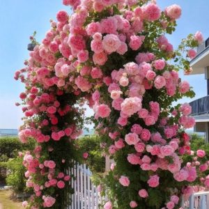 Роза Пастель Розе купить по цене от 605р. в интернет-магазине «Посадика» с доставкой почтой в в Фокиное и по всей России – [изображение №1].