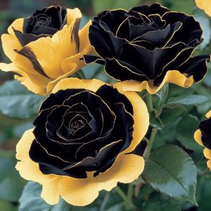 Роза Ханни Сикл купить по цене от 700р. в интернет-магазине «Посадика» с доставкой почтой в в Фокиное и по всей России – [изображение №1].