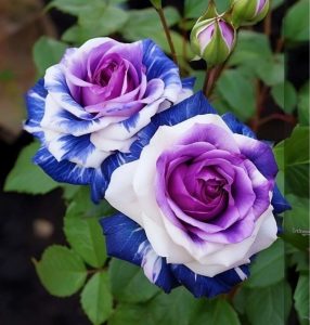 Роза Айвори Каскад купить по цене от 420р. в интернет-магазине «Посадика» с доставкой почтой в в Фокиное и по всей России – [изображение №1].