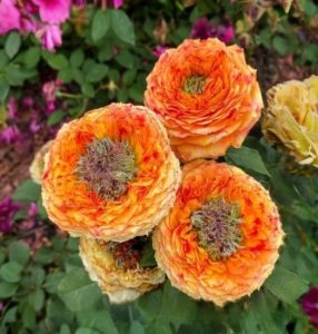 Роза Золотой Мираж купить по цене от 420р. в интернет-магазине «Посадика» с доставкой почтой в в Фокиное и по всей России – [изображение №1].