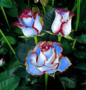 Роза Сафайер Пэтл купить по цене от 450р. в интернет-магазине «Посадика» с доставкой почтой в в Фокиное и по всей России – [изображение №1].