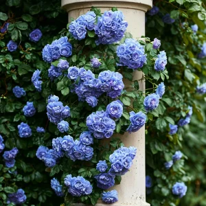 Роза плетистая Блю Перпл купить по цене от 540р. в интернет-магазине «Посадика» с доставкой почтой в в Фокиное и по всей России – [изображение №1].